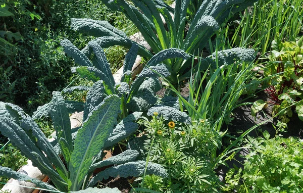 Kale cabbage. Tuscan kale or black kale on plant. Winter cabbage also known as italian kale or lacinato growth in row. Ogranic cabbage mediterranean garden. Ingredient in italian and turkish cuisine