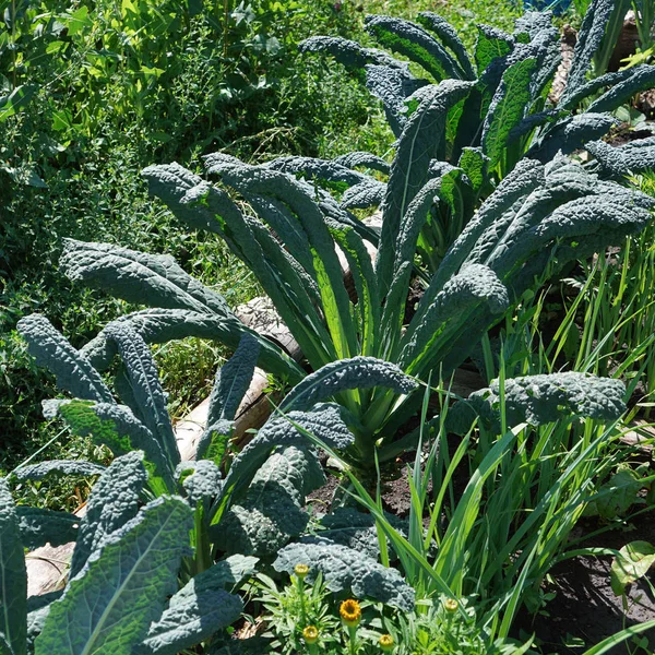 Kale cabbage. Tuscan kale or black kale on plant. Winter cabbage also known as italian kale or lacinato growth in row. Ogranic cabbage mediterranean garden. Ingredient in italian and turkish cuisine