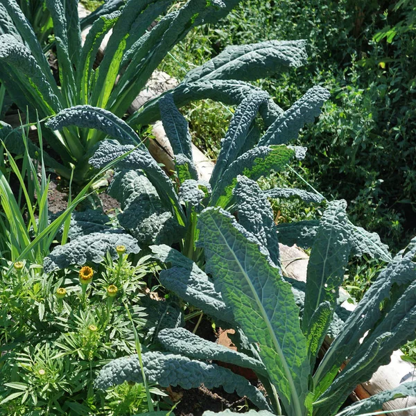 Kale cabbage. Tuscan kale or black kale on plant. Winter cabbage also known as italian kale or lacinato growth in row. Ogranic cabbage mediterranean garden. Ingredient in italian and turkish cuisine