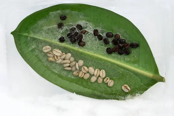 Background of green and black coffee beans   frozen in ice