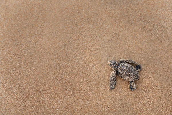 Loggerhead Turtle baby(Caretta carretta