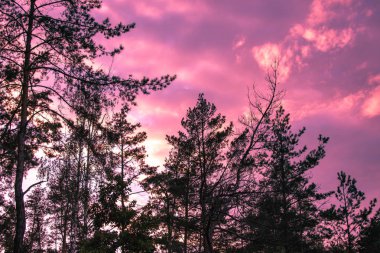 Ormanda günbatımı/aşağı gökyüzü overcolored