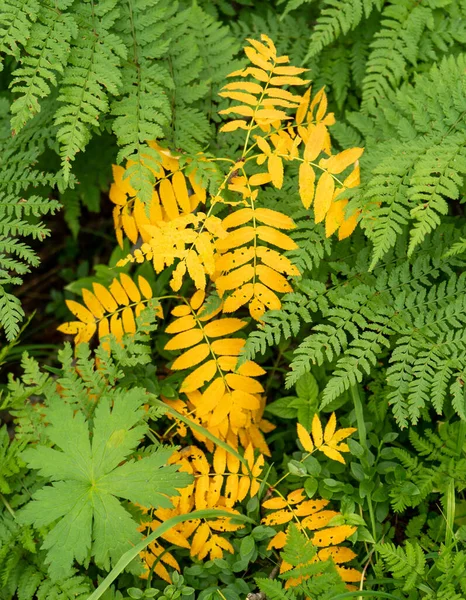 Farn Hintergrund. Gelbe Pflanze in grüner Farnumgebung. Abstrakte Natur-Blatt-Textur. Wald Laub Hintergrund. — Stockfoto