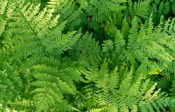 緑のシダの背景。抽象的な自然葉の質感。森の葉の背景. — ストック写真