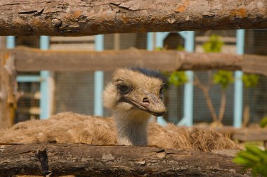 Orman fauna agricultureforest fauna tarım tilki