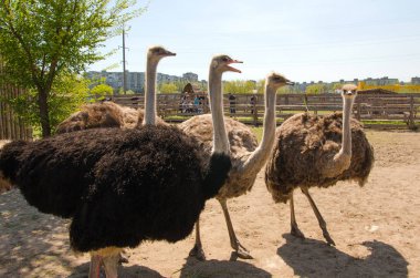 Orman fauna agricultureforest fauna tarım tilki