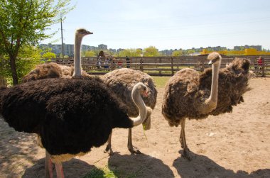 Orman fauna agricultureforest fauna tarım tilki