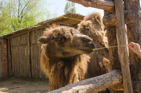 Camel animal of the desert in urban conditions  of the desert in an urban setting, in an aviary at the zoo