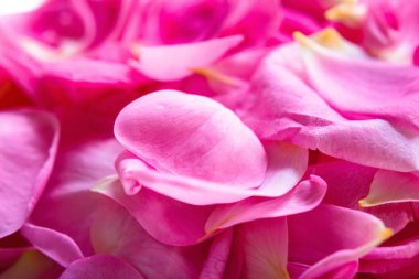 Dağınık gül yaprakları arka planı kapat