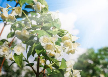 Çiçekli çalı Yasemin Güneş ışığı altında