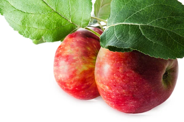 在白色背景上的两个成熟的苹果 — 图库照片