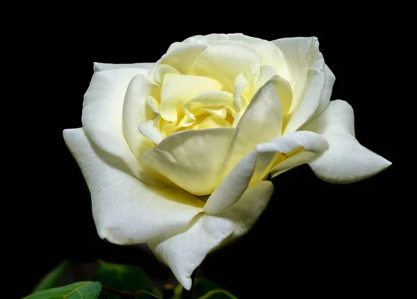 Flower White Rose Isolated White Background — Stock Photo, Image