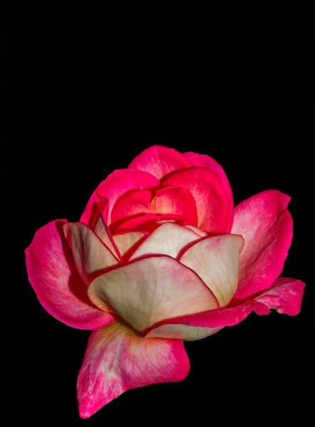 Rosa Rose Blume Isoliert Auf Schwarzem Hintergrund — Stockfoto