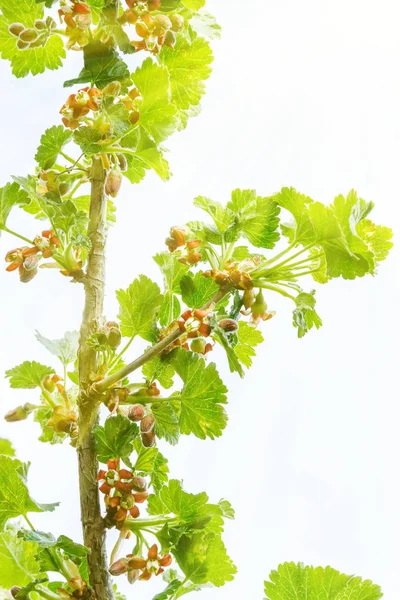 Una rama de grosellas florecientes —  Fotos de Stock