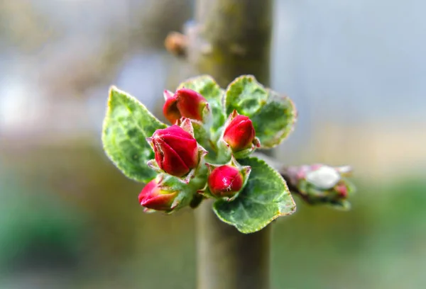 Botões de flores de maçã — Fotografia de Stock