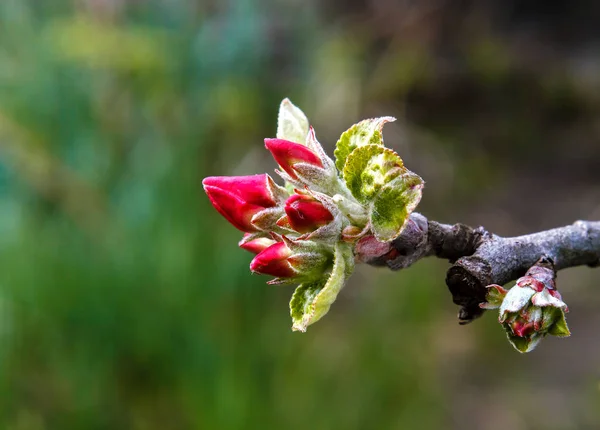 Бутони яблучних квітів — стокове фото