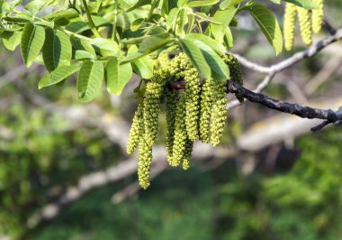 Çiçek küpe ceviz ela