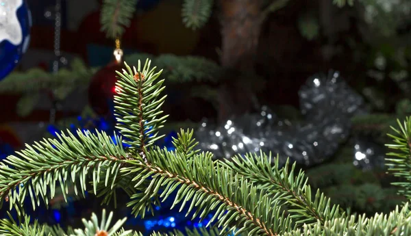 Branch spruce close up — Stock Photo, Image