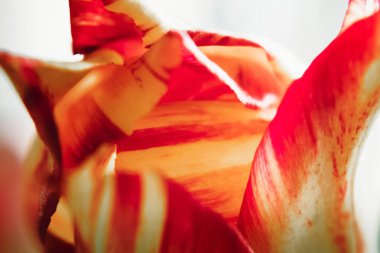 renkli arka plan bulanık