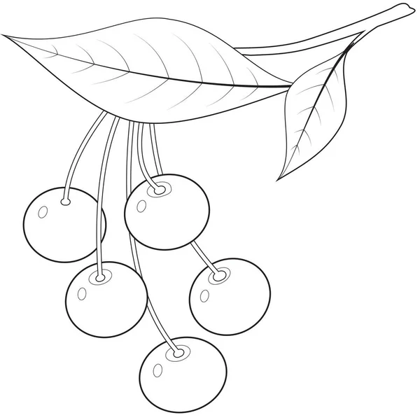 Kontur grenar med körsbär — Stock vektor