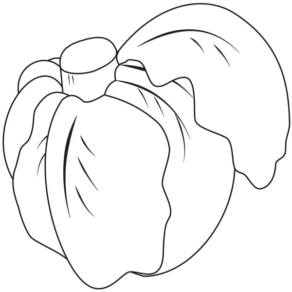 Kontur kafası lahana — Stok Vektör