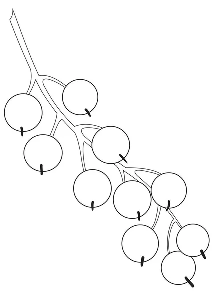 Aperçu d'un bouquet de groseilles — Image vectorielle