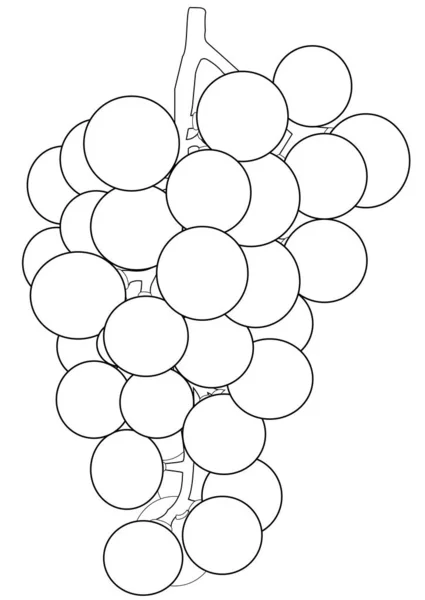 Контуры гроздья винограда — стоковый вектор