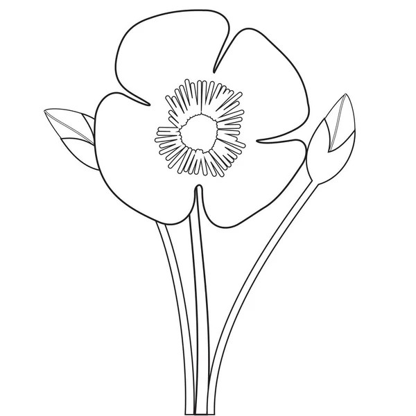 Poppy flower outlines — Stock Vector