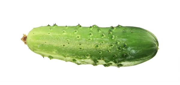 Een groene komkommer — Stockfoto