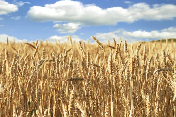 Field of ripe wheat Stock Photo