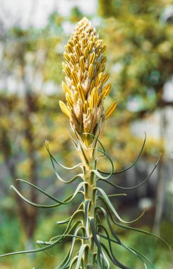 Çiçek tomurcukları çiçeklenme