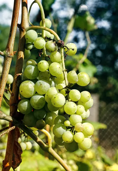 Пучок белого винограда — стоковое фото