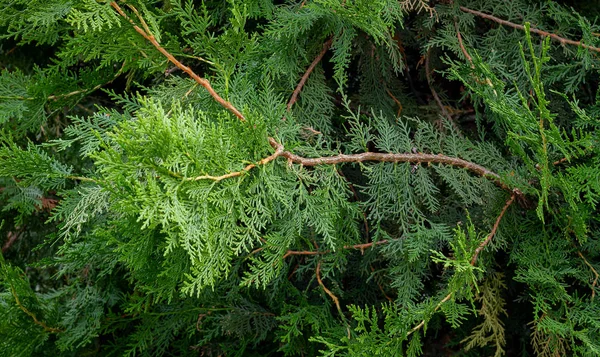 常緑低木の枝 — ストック写真