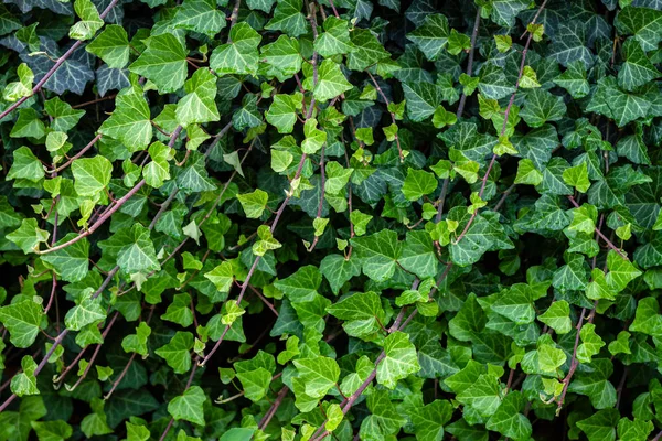 Natuurlijke groene achtergrond — Stockfoto