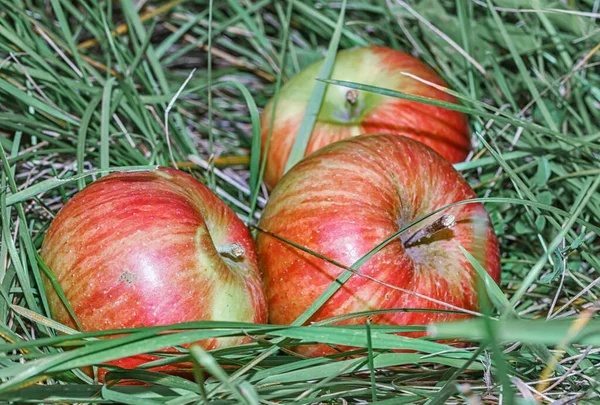 Äpplen i gräset — Stockfoto