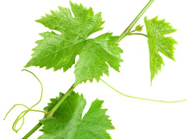 Sarmaşığın beyaz arkaplanda izole edilmiş bir dalı