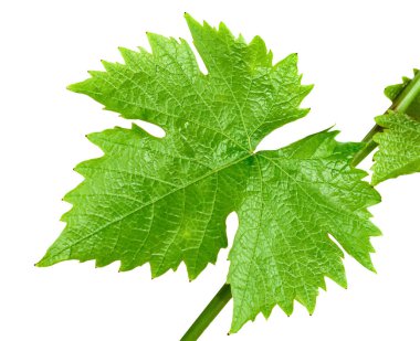 Sarmaşığın beyaz arkaplanda izole edilmiş bir dalı