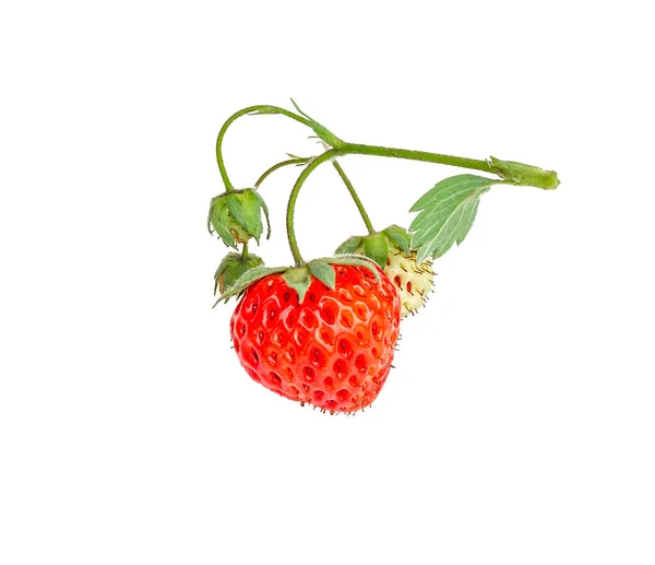 Fraises Mûres Isolées Sur Fond Blanc Gros Plan — Photo