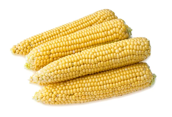 Cobs Ripe Corn White Background — Stock Photo, Image