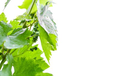 Beyaz zemin üzerinde su damlaları olan üzüm dalları