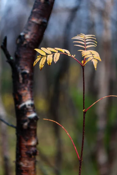 Autunno Profondo Nella Foresta Sul Nord Russo Kirovsk Pioggia — Foto Stock