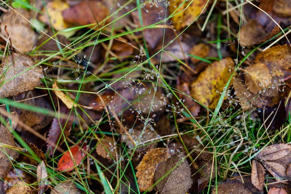 Autunno Profondo Nella Foresta Sul Nord Russo Kirovsk Pioggia — Foto Stock