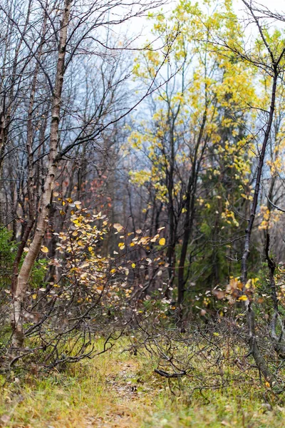 Deep Autumn Forest Russian Nord Kirovsk Rain — Stock Photo, Image