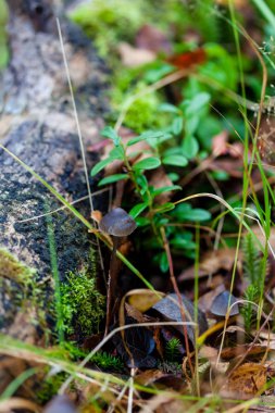 Rus Nord, Kirovsk, yağmur ormanı içinde derin sonbahar