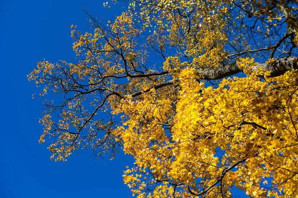 Gouden Herfst Gele Bladeren Blauwe Hemel Esdoorn — Stockfoto