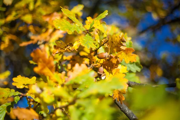 Autunno Oro Foglie Gialle Quercia Azzurra — Foto Stock