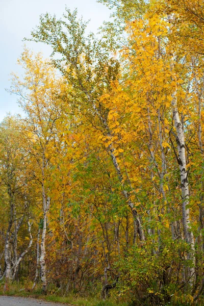 Золотая Осень Желтые Листья Русский Норд Кировская Береза Betula — стоковое фото
