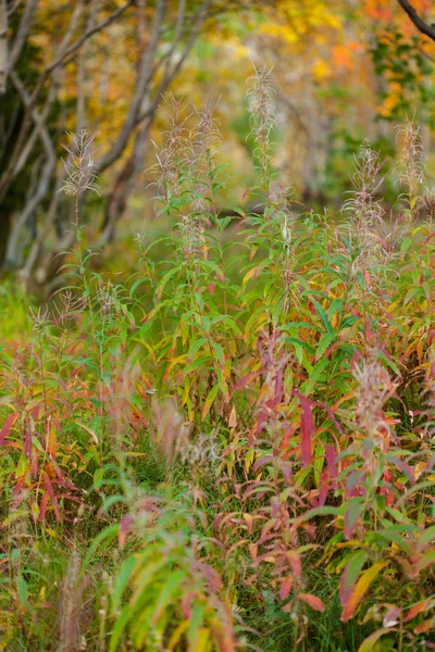 Oro Autunno Foglie Gialle Russo Nord Kirovsk — Foto Stock