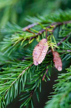 Rus Nord, Kirovsk, yağmur ormanı içinde derin sonbahar