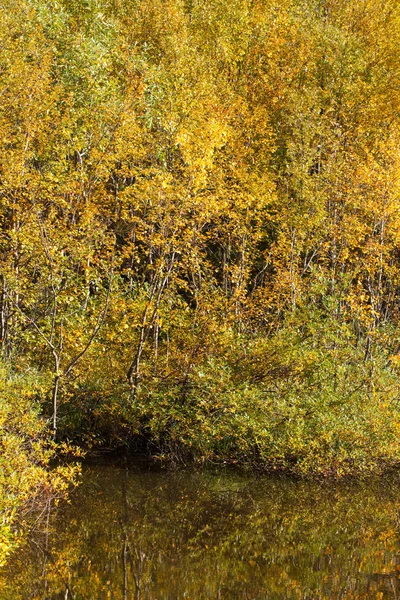 Золотая Осень Желтые Листья Русский Норд Кировская Береза Betula — стоковое фото